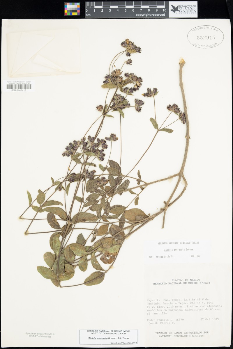 Wedelia aggregata