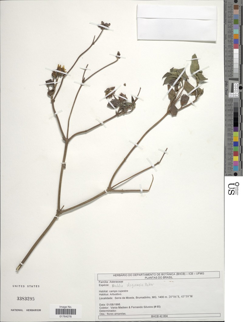 Wedelia alagoensis