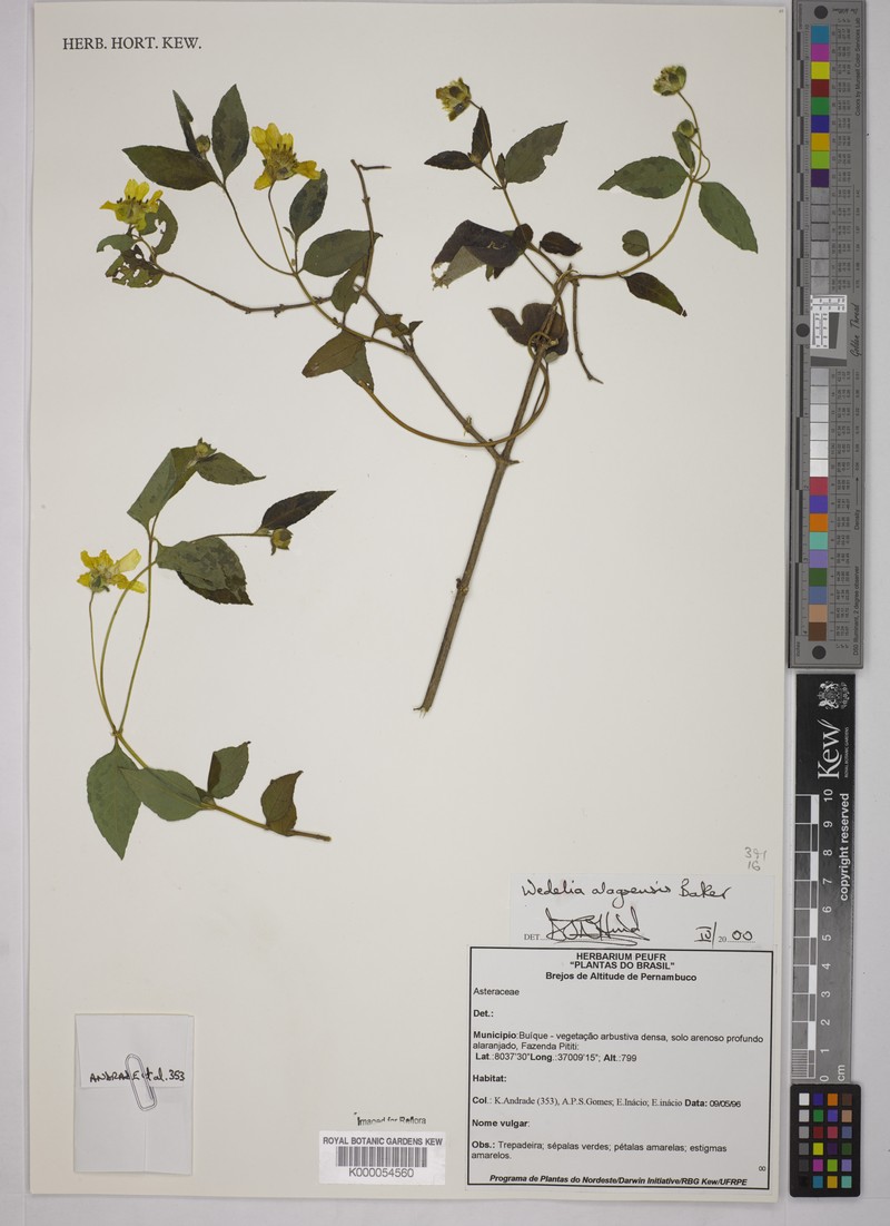Wedelia alagoensis photo 2