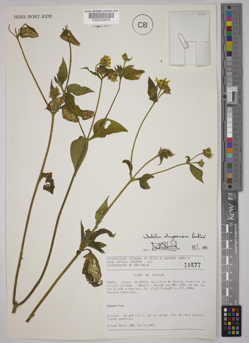 Wedelia alagoensis photo 3
