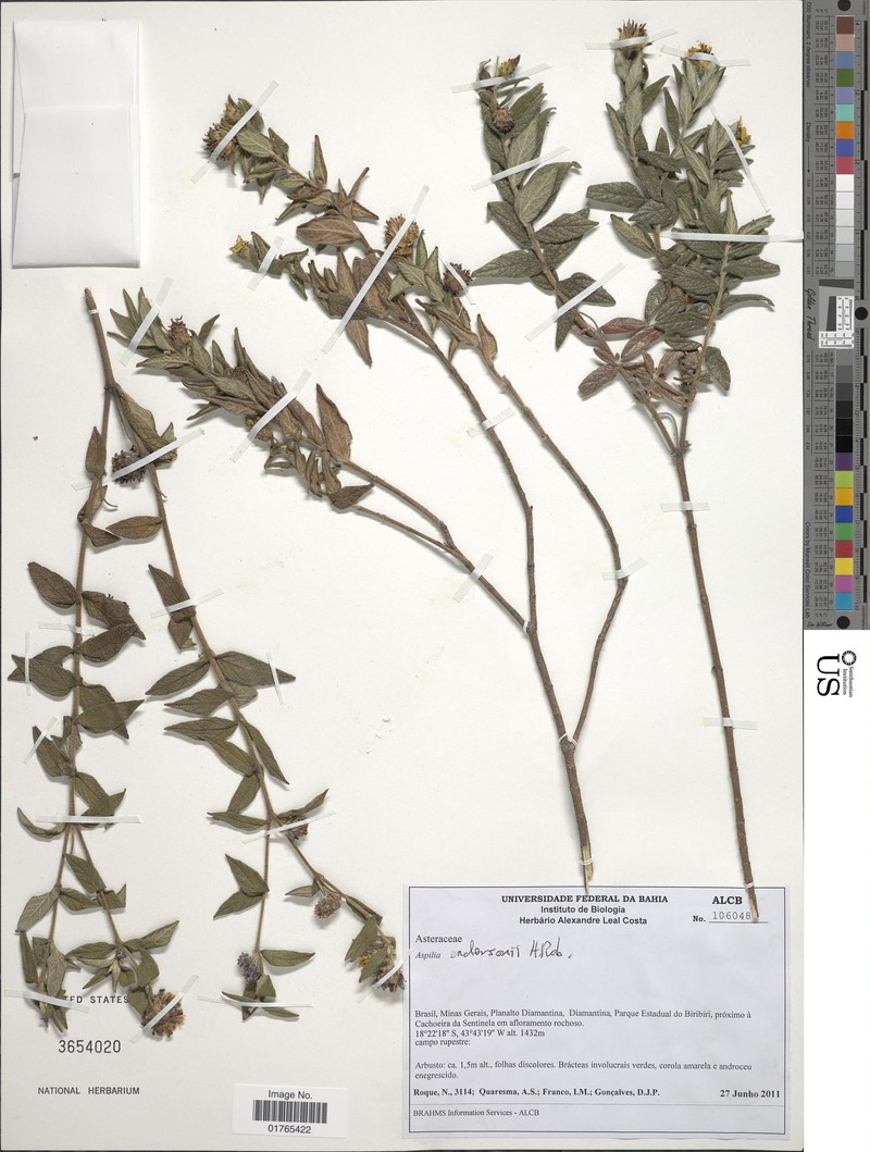 Wedelia andersonii