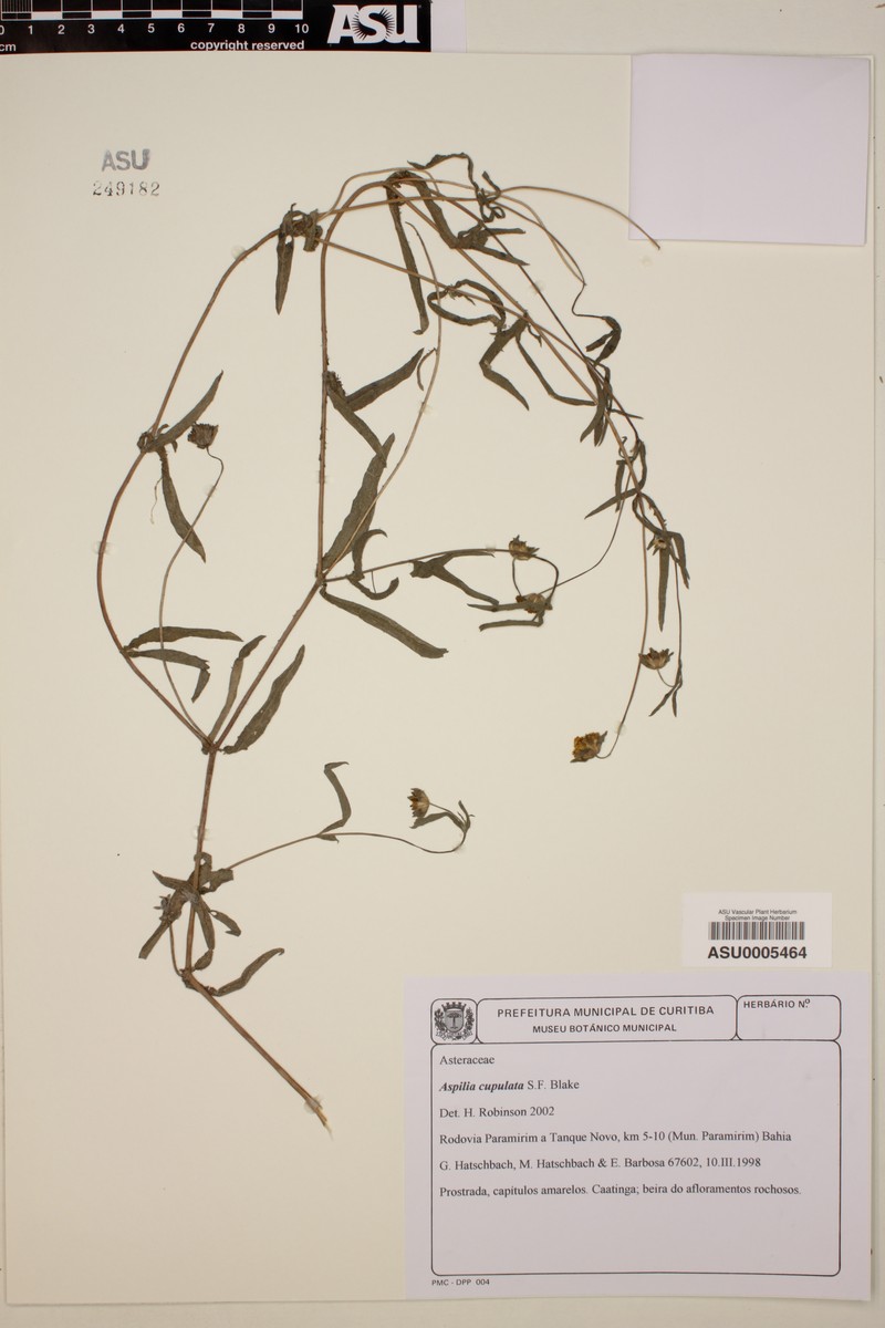 Wedelia angustifolia
