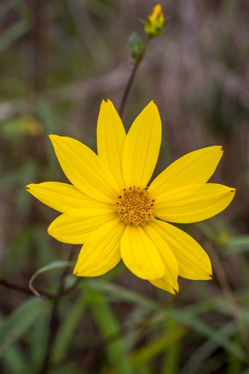 Wedelia attenuata