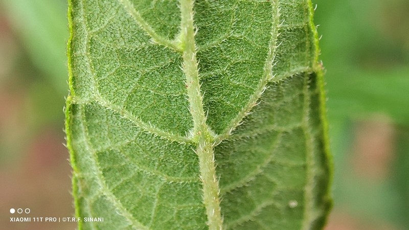 Wedelia attenuata photo 2