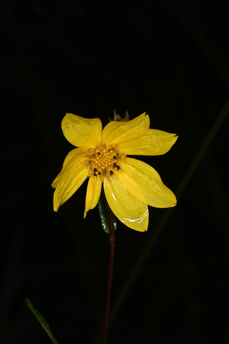 Wedelia attenuata photo 3