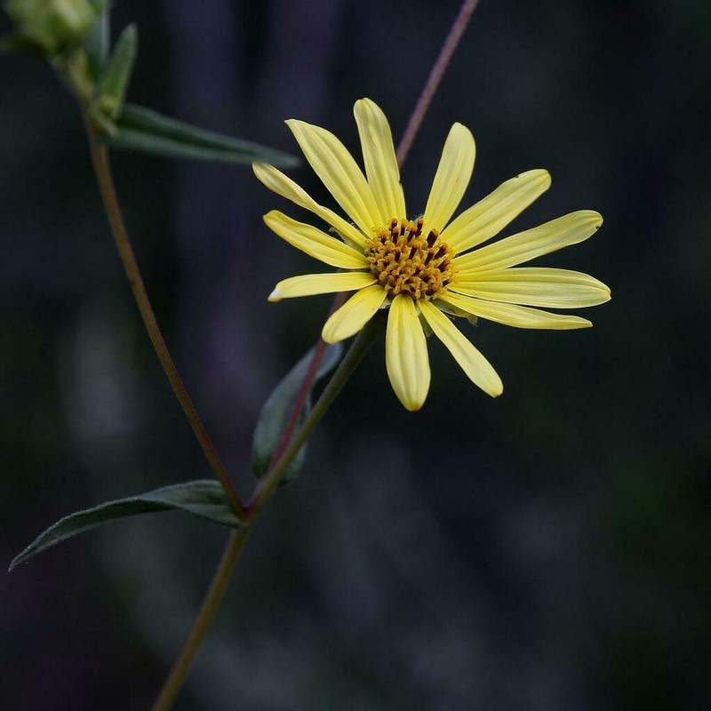 Wedelia attenuata photo 4