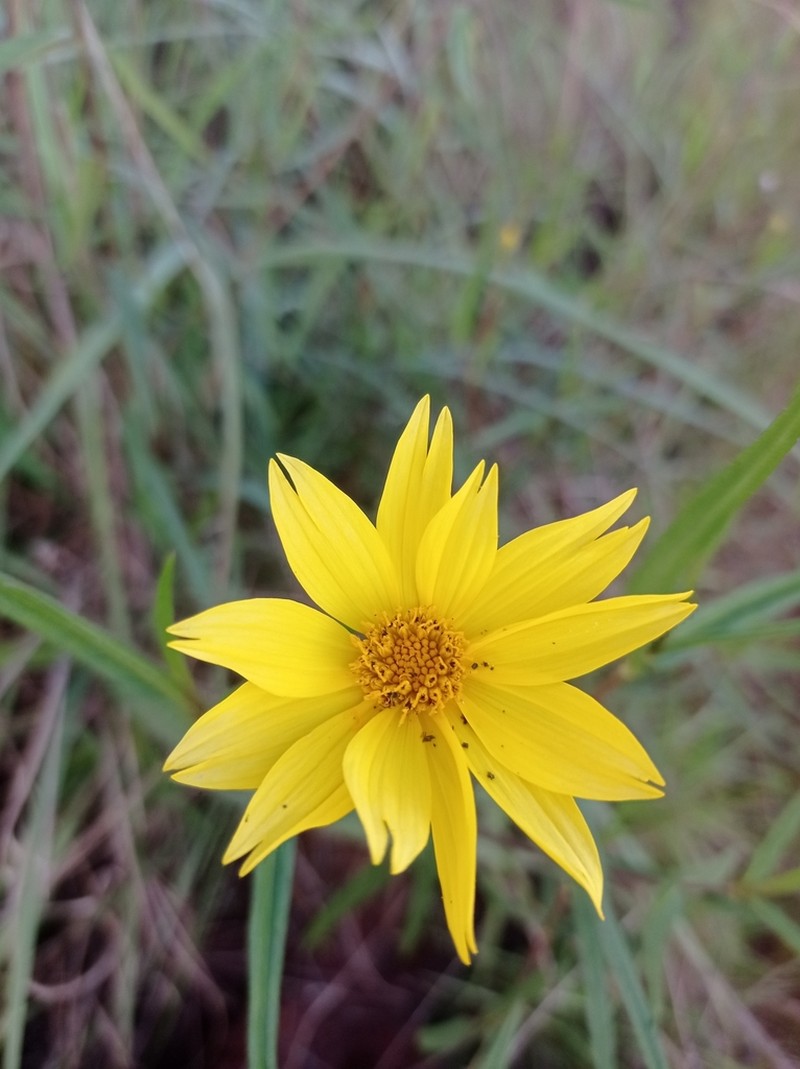 Wedelia attenuata photo 5