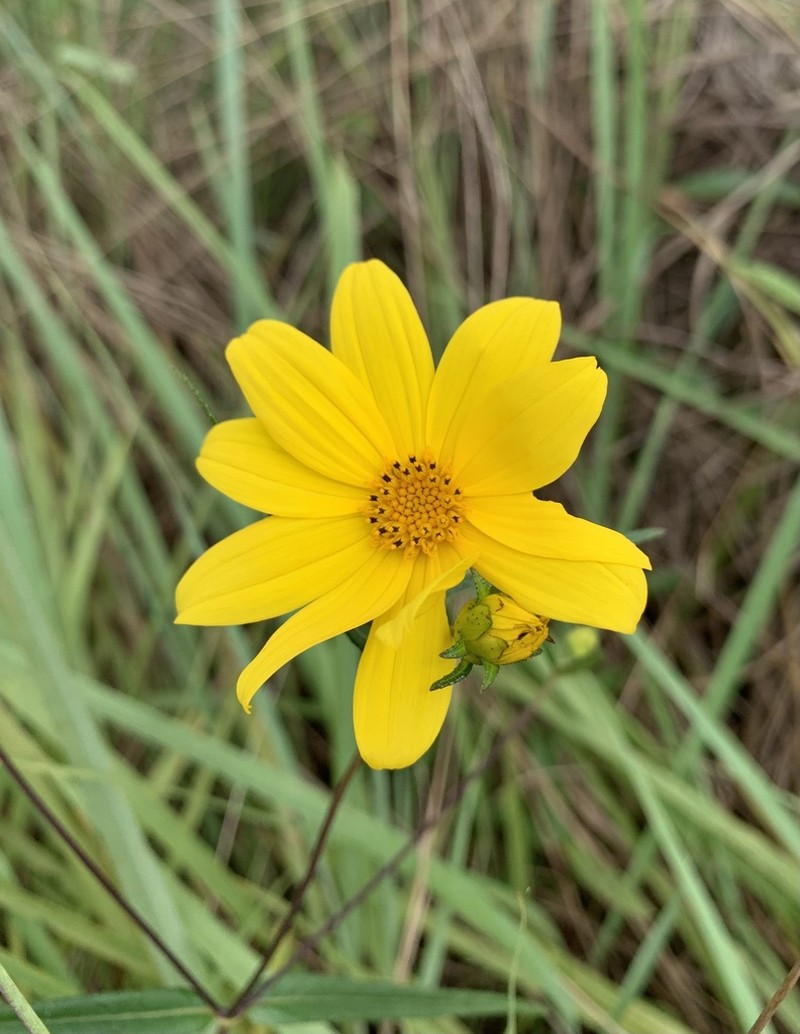 Wedelia attenuata photo 6