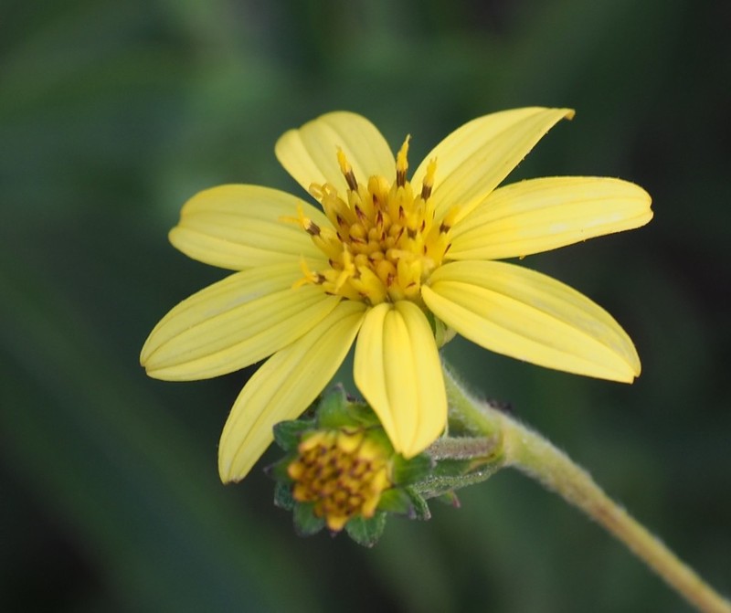 Wedelia attenuata photo 7