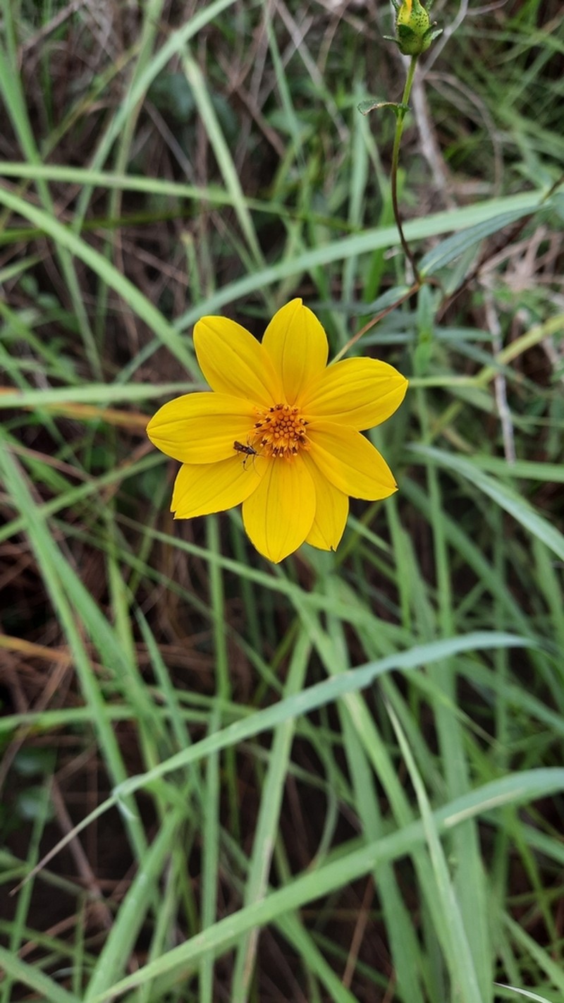 Wedelia attenuata photo 8