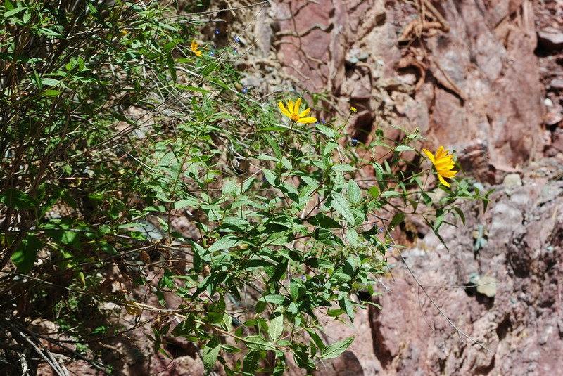 Wedelia aurantiaca