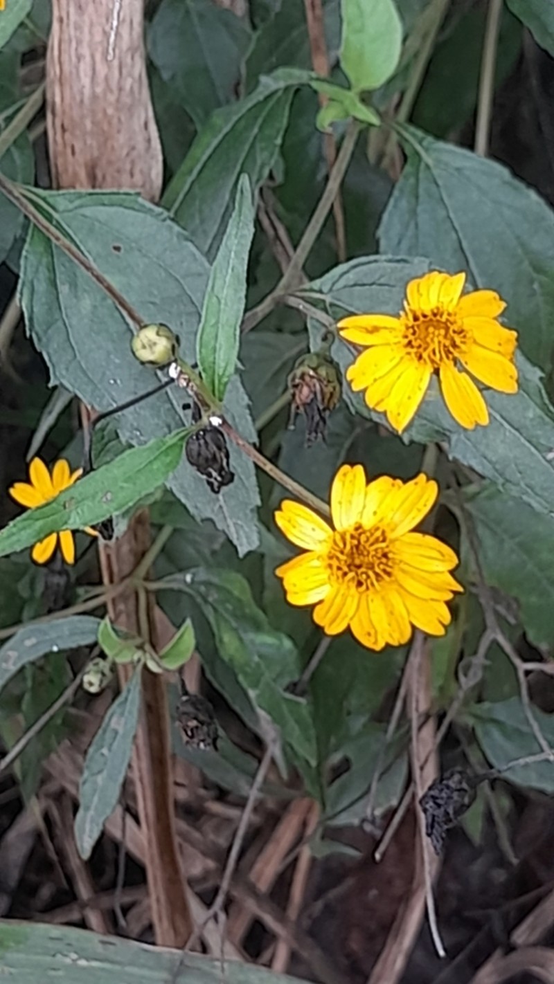 Wedelia aurantiaca photo 2