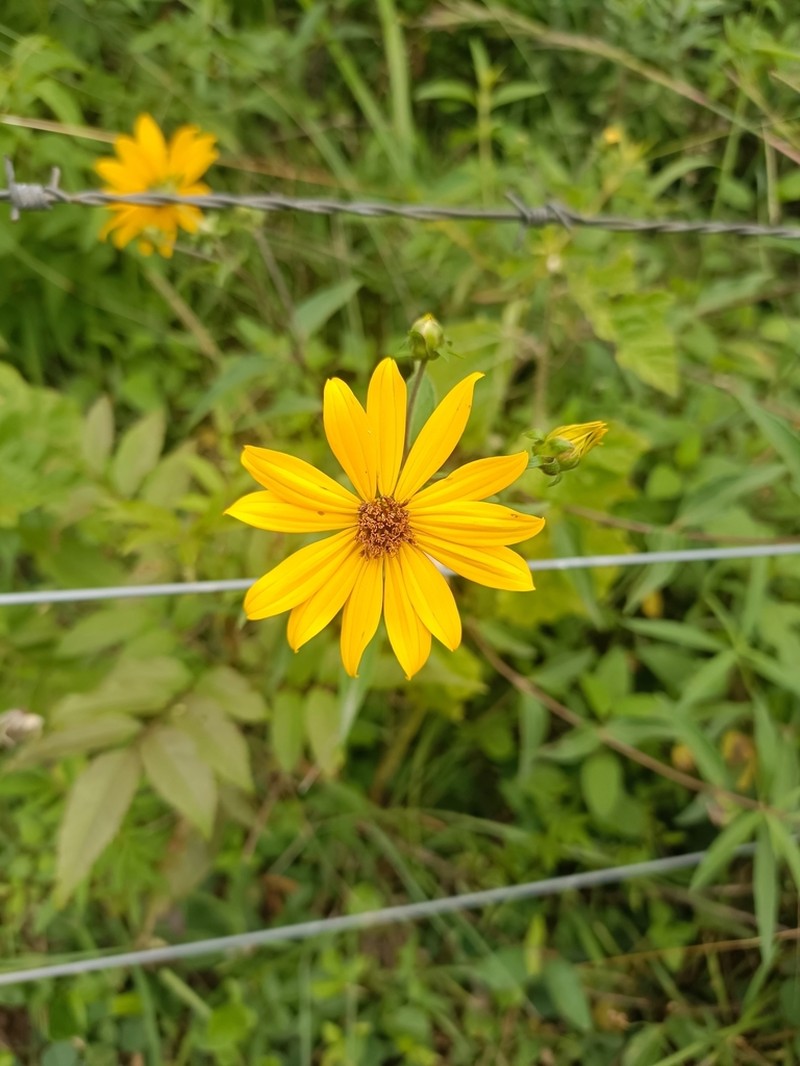 Wedelia aurantiaca photo 4