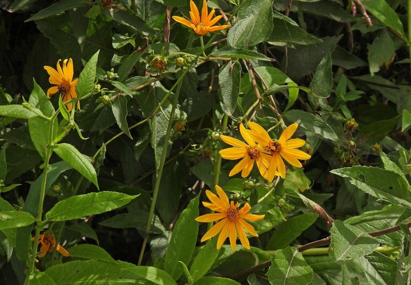 Wedelia aurantiaca photo 5