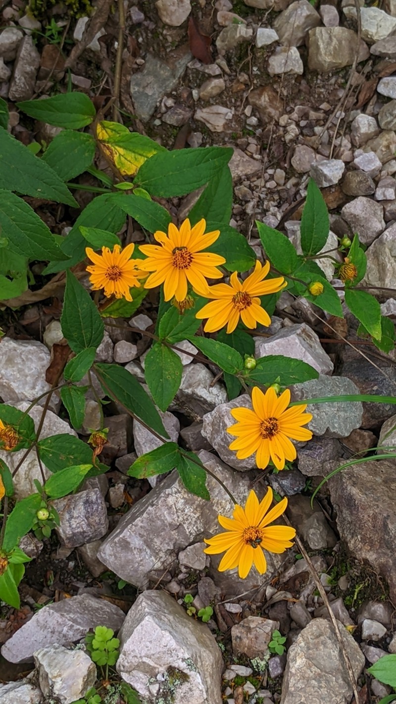Wedelia aurantiaca photo 6