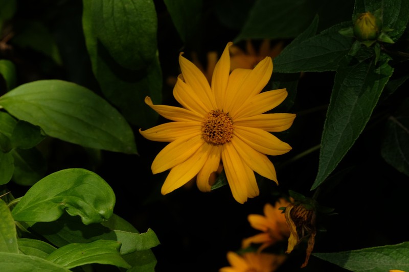 Wedelia aurantiaca photo 7