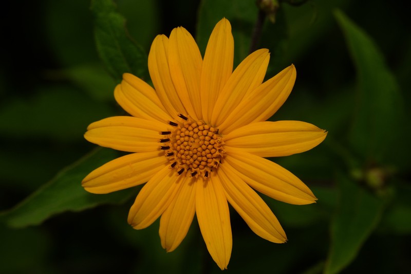 Wedelia aurantiaca photo 8