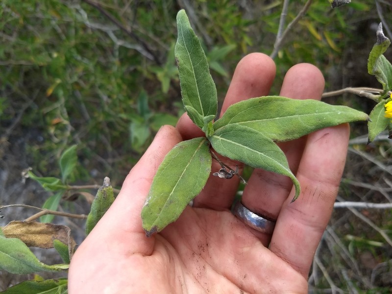 Wedelia bahamensis photo 2