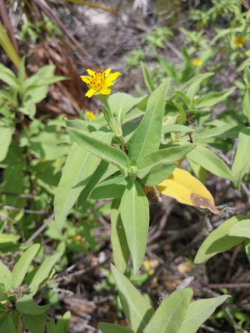 Wedelia bahamensis photo 4