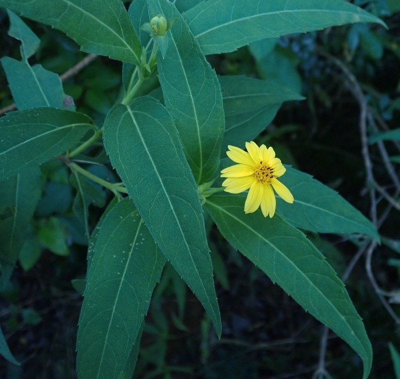 Wedelia bahamensis photo 5