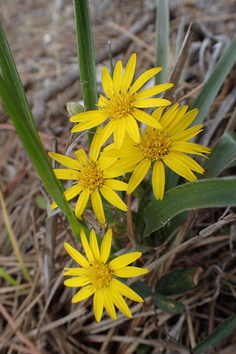 Wedelia bahamensis photo 6