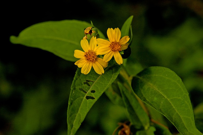 Wedelia bahamensis photo 8