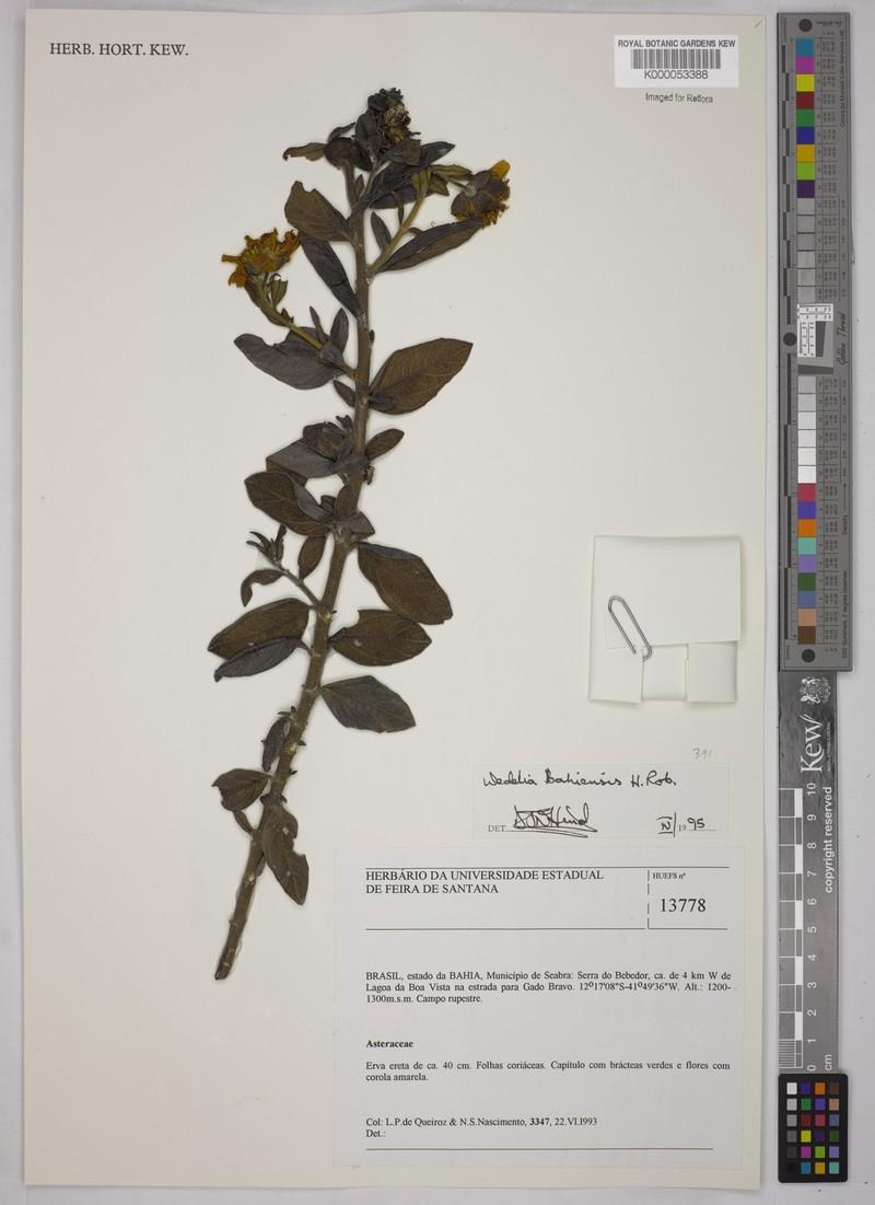 Wedelia bahiensis