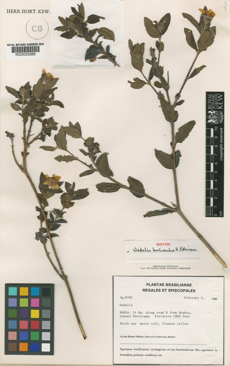 Wedelia bahiensis photo 2