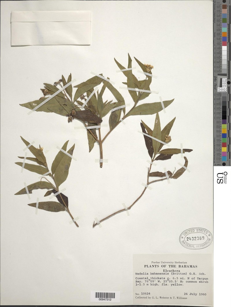 Wedelia bahiensis photo 3