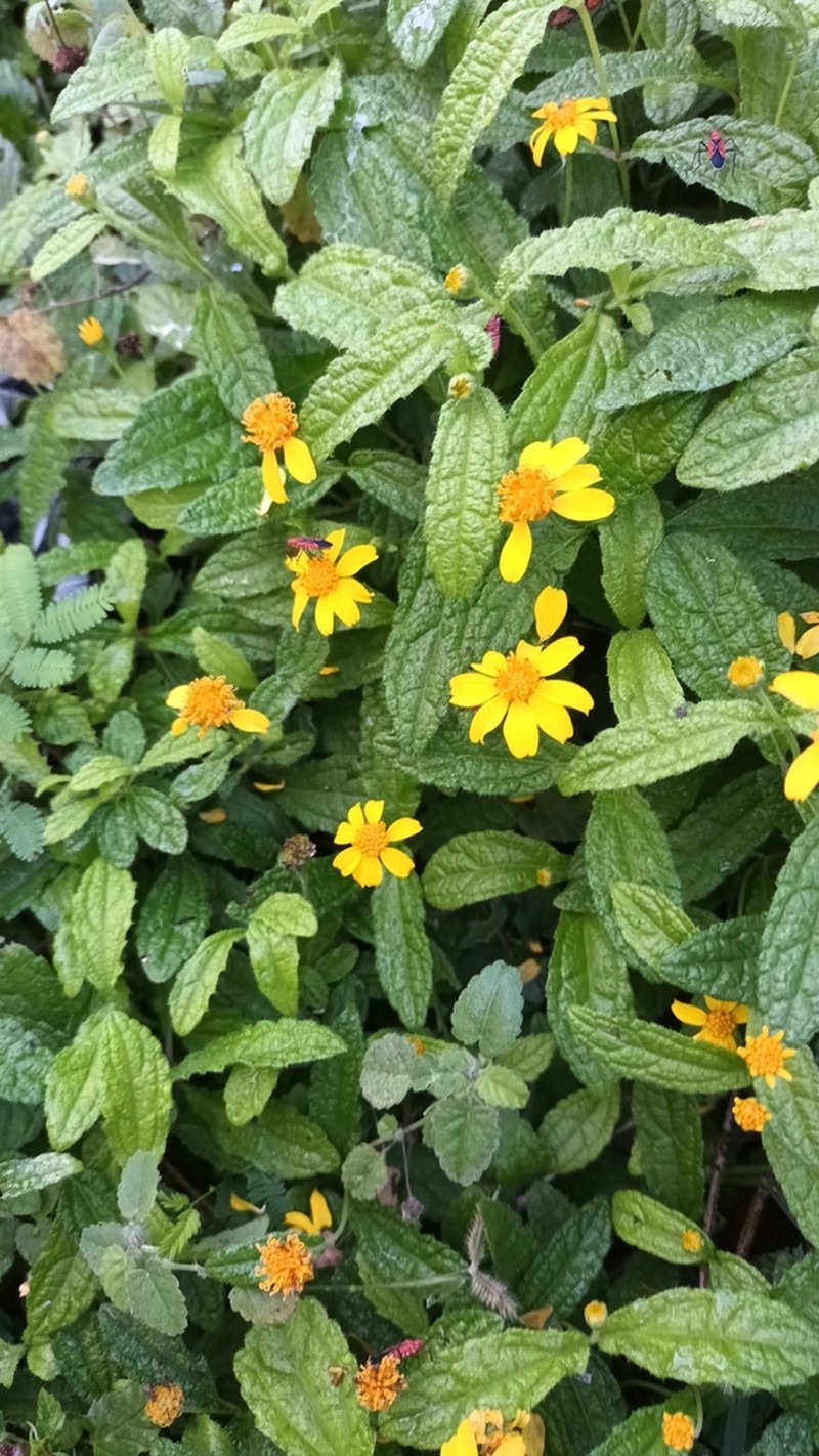 Wedelia baorucana