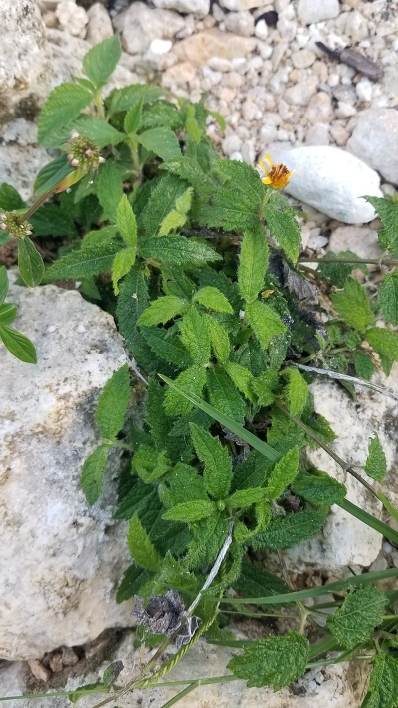 Wedelia baorucana photo 2