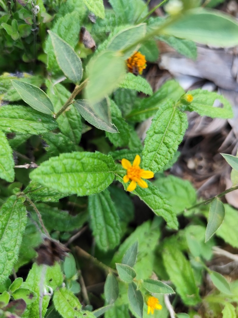 Wedelia baorucana photo 3