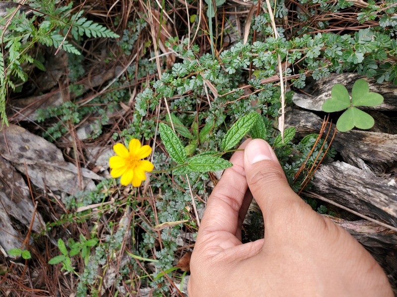 Wedelia baorucana photo 4