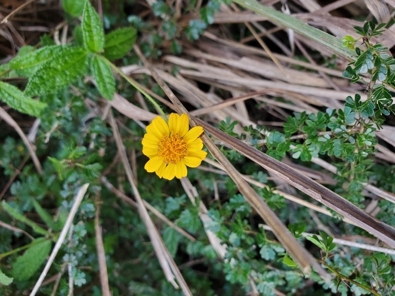 Wedelia baorucana photo 5