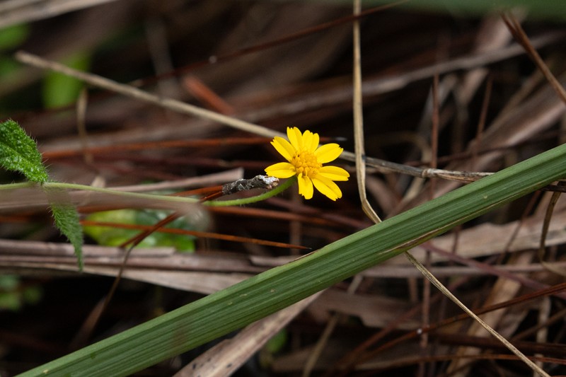 Wedelia baorucana photo 6