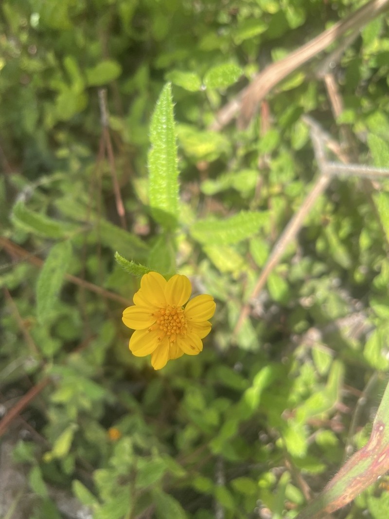Wedelia baorucana photo 7