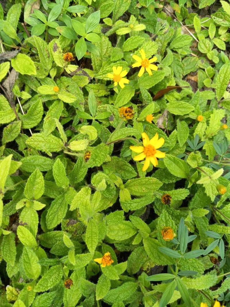 Wedelia baorucana photo 8