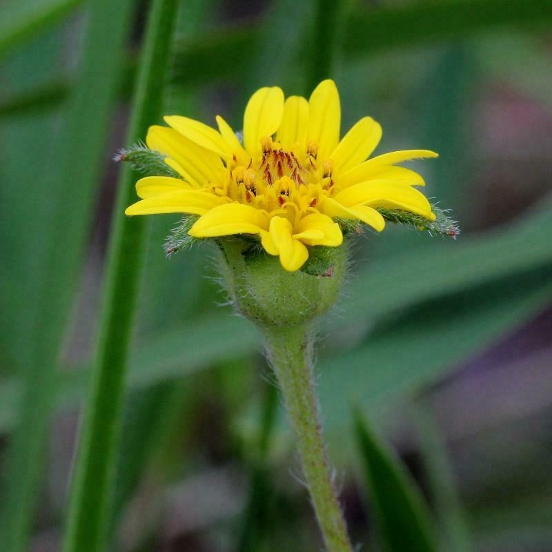 Wedelia bishopii