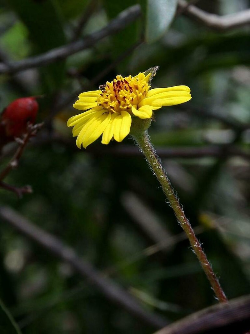 Wedelia bishopii photo 2
