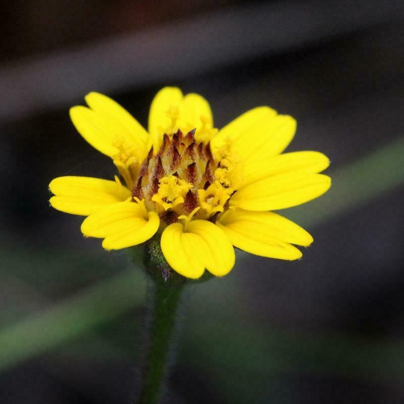 Wedelia bishopii photo 3