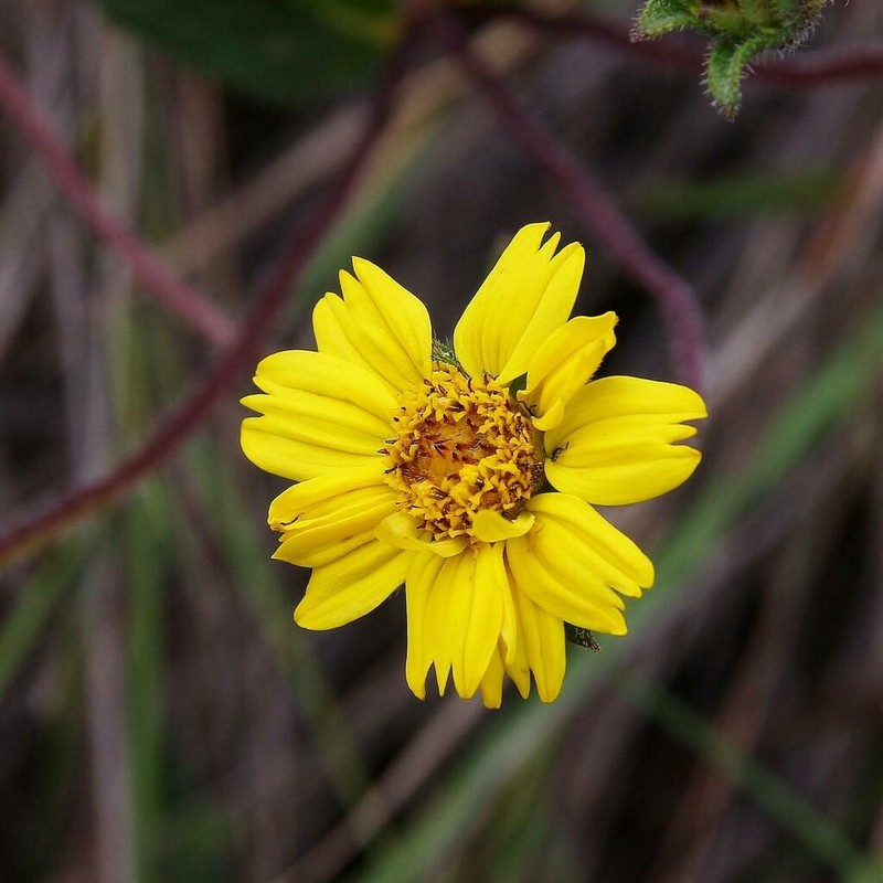 Wedelia bishopii photo 4