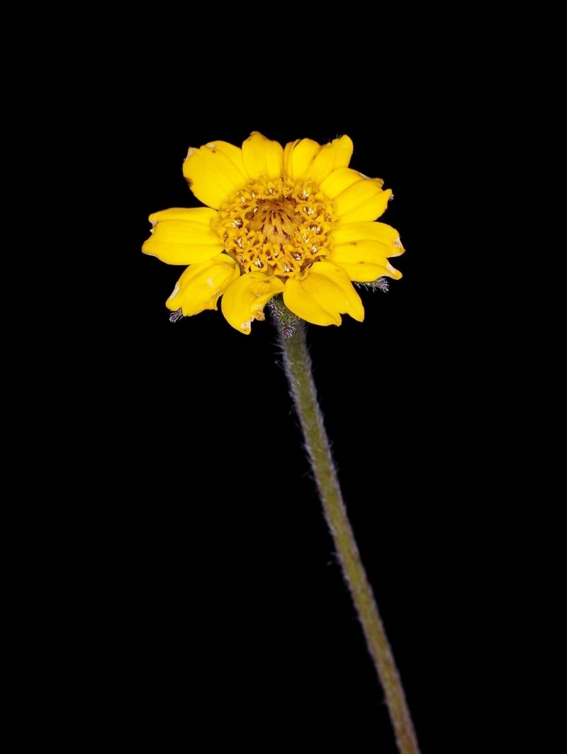 Wedelia bishopii photo 5