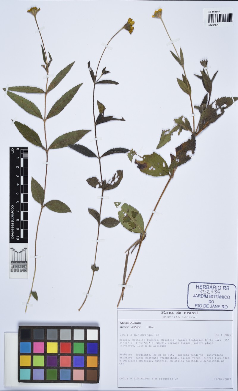 Wedelia bishopii photo 6