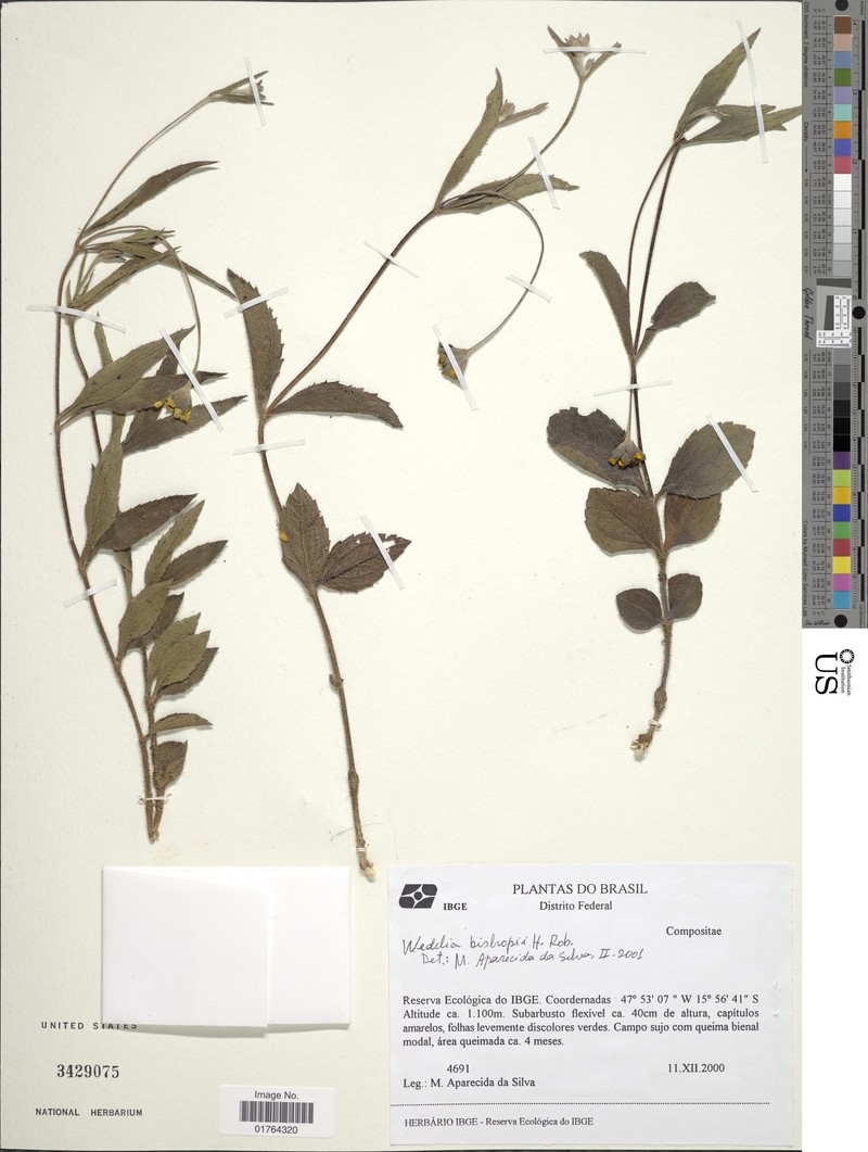 Wedelia bishopii photo 7