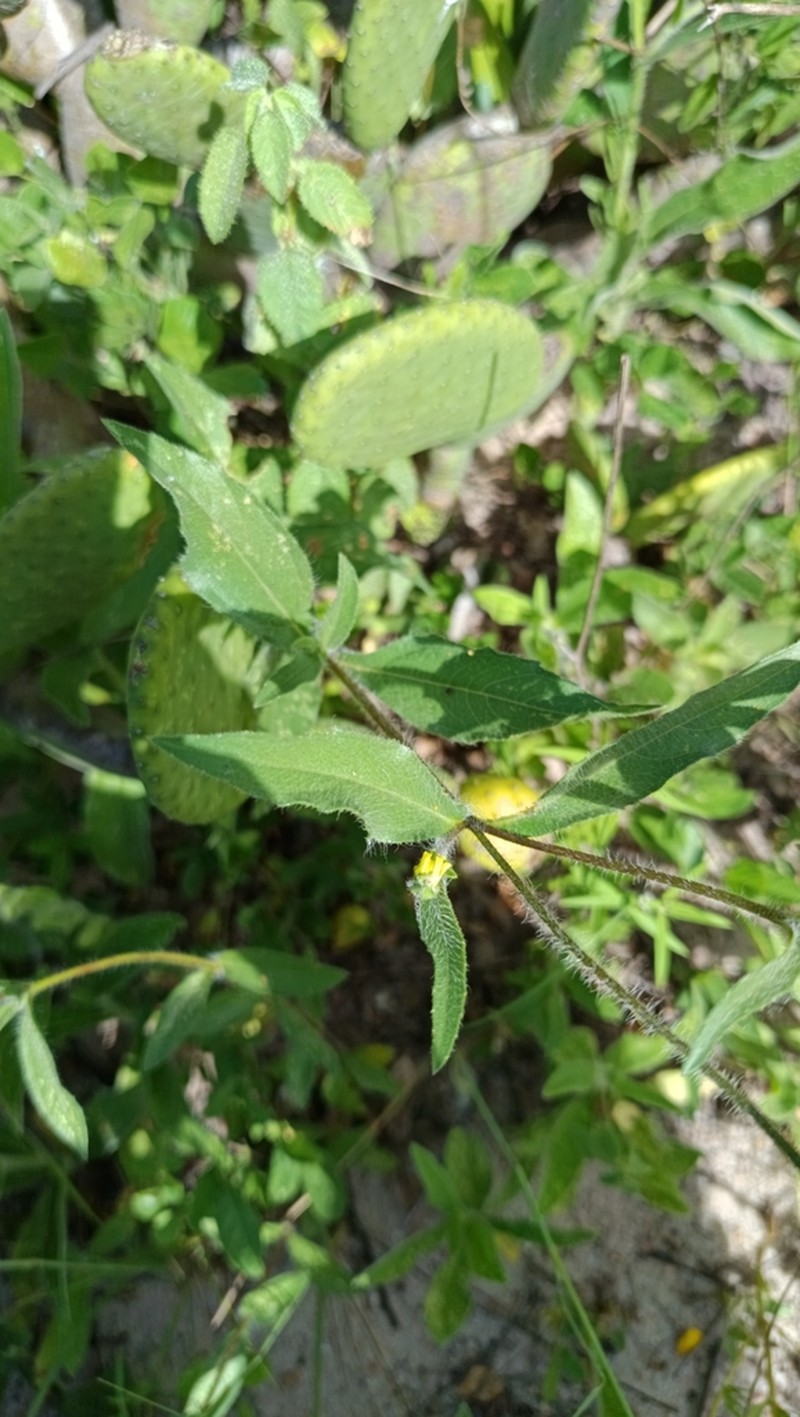 Wedelia bonplandiana photo 2