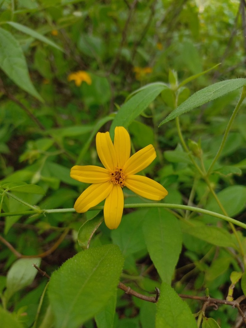 Wedelia bonplandiana photo 3