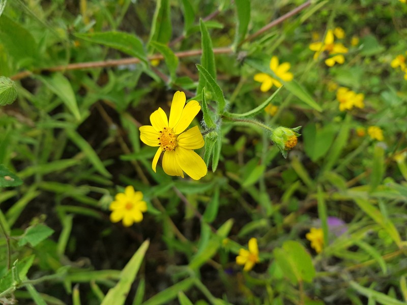 Wedelia bonplandiana photo 5