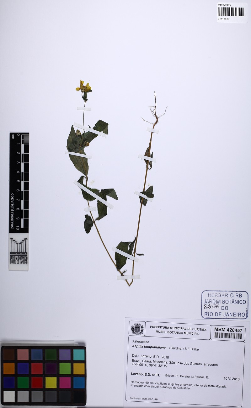 Wedelia bonplandiana photo 7