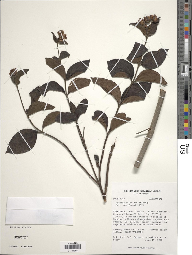 Wedelia caleoides