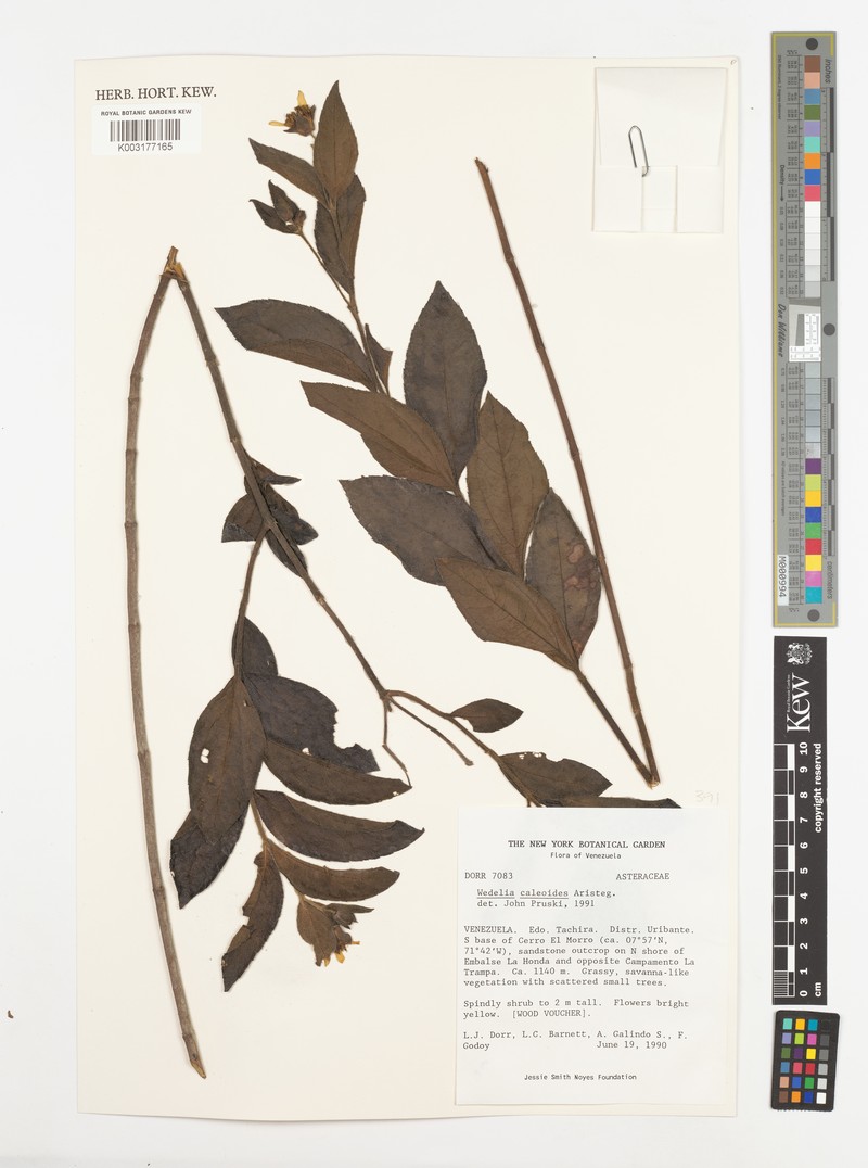 Wedelia caleoides photo 2